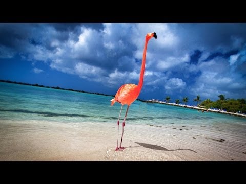 Aruba: 19 Miles of Happiness - 4K | DEVINSUPERTRAMP