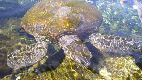 Flüge nach Samoa