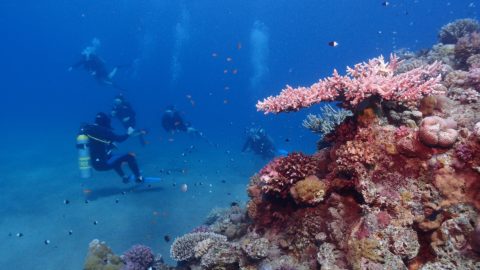 Flüge nach Sharm El-Sheikh