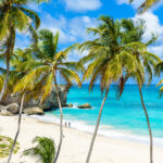 Barbados Palmen