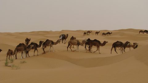 Flüge nach Djerba