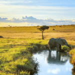 Masai Mara