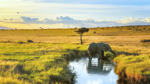 Masai Mara