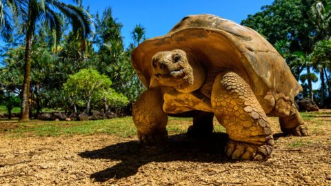 Flüge auf die Galapagos-Inseln