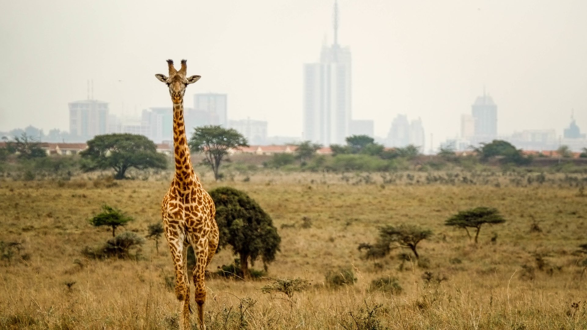 Flüge nach Nairobi