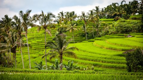 Flüge nach Indonesien