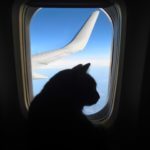 Katze im Flugzeug