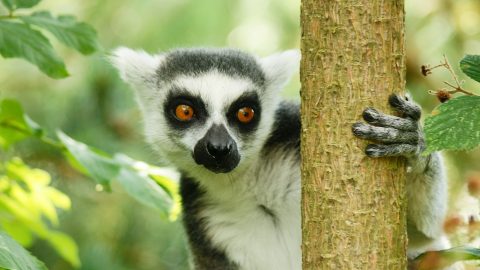 Flüge nach Madagaskar