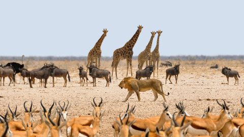 Flüge nach Namibia