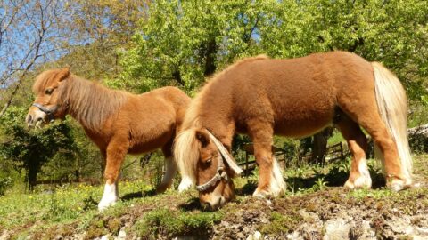 Shetland Ponys