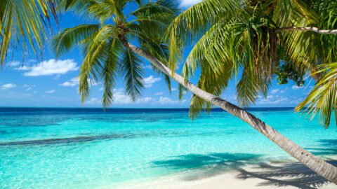 Palmen Meer Malediven